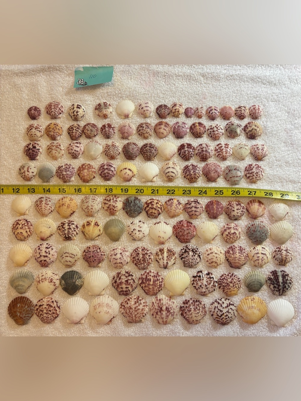 110 - Sanibel Island Scallop Seashell Collection.  Great for crafters.